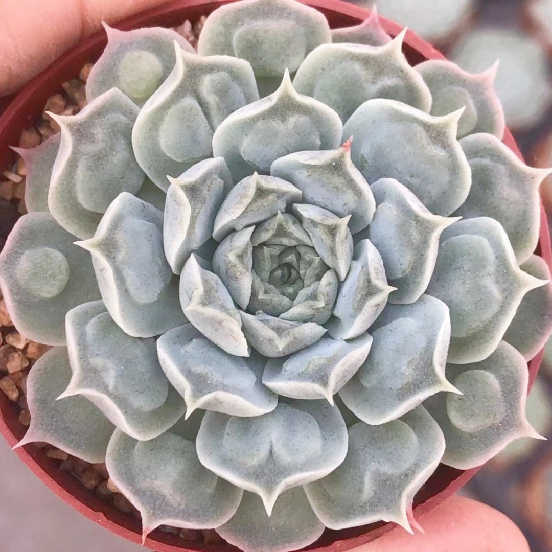 succulent tears 60mm Echeveria 'Tears of Mexico' Single, Rare and Live Succlent – FM succulent