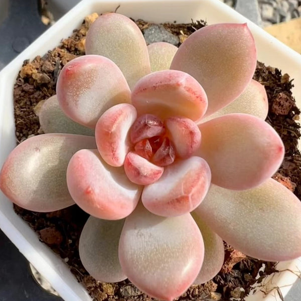succulent snowbird 60mm Echeveria 'Star Snow' Single, Rare and Live Succulent – FM succulent