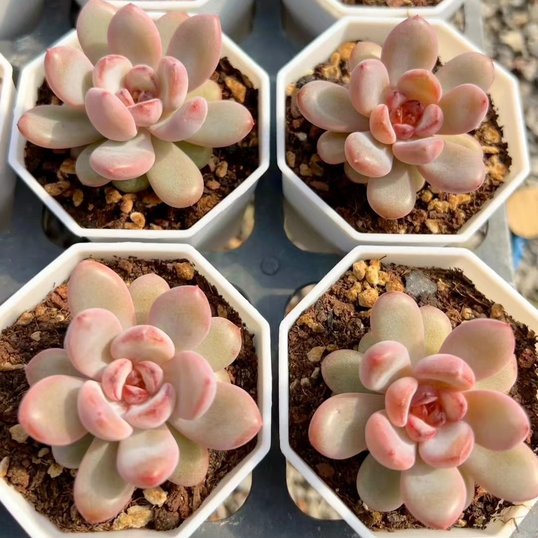 succulent snowbird 60mm Echeveria 'Star Snow' Single, Rare and Live Succulent – FM succulent