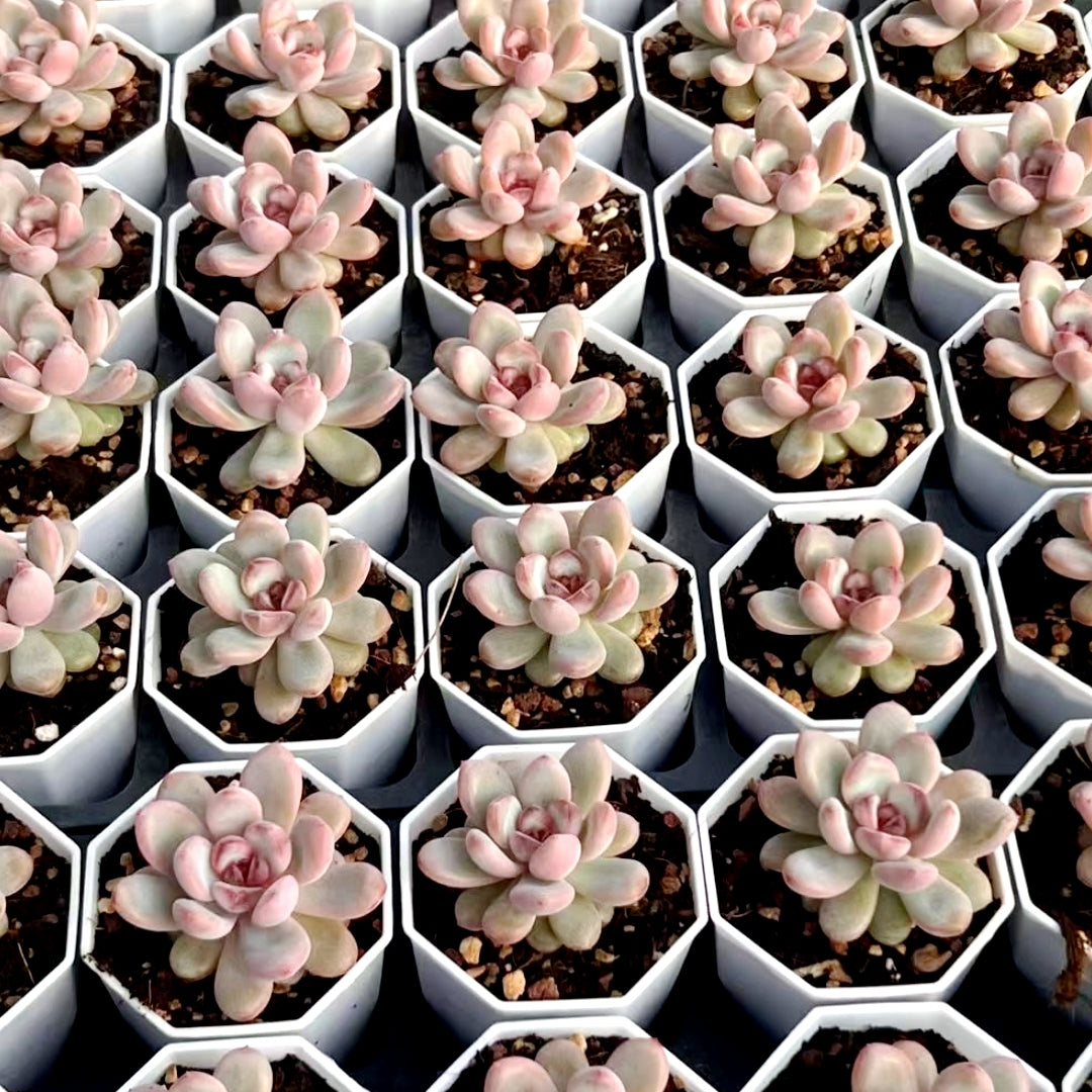star succulents lodi 60mm Echeveria 'Star Snow' Single, Rare and Live Succulent – FM succulent