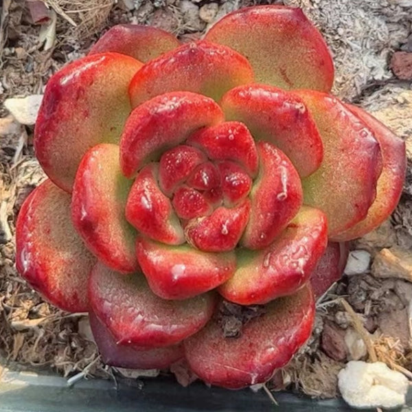price live echeveria succulents for sale online free shipping 60mm Echeveria 'TM' Single, Rare and Live Succulent – FM succulent