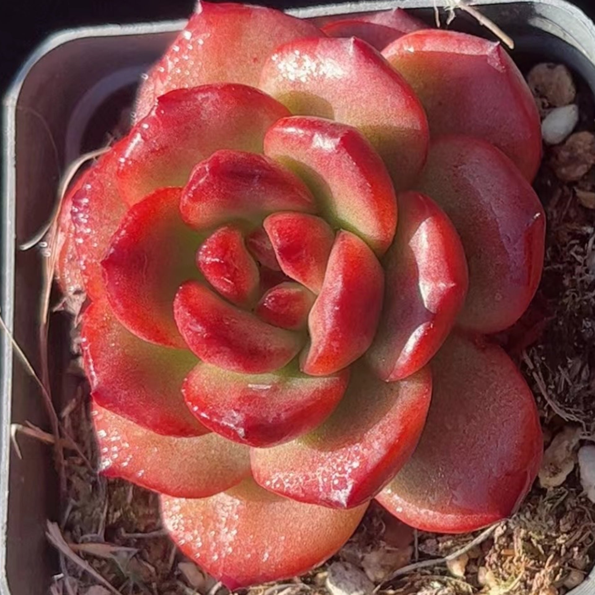 60mm Echeveria ‘TM‘ Single, Rare and Live Succulent