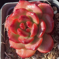 60mm Echeveria ‘TM‘ Single, Rare and Live Succulent