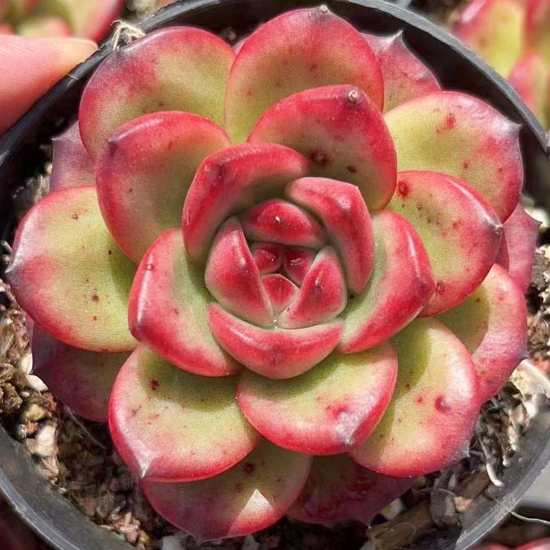 live real echeveria succulents for sale online free shipping 60mm Echeveria ‘TM‘ Single, Rare and Live Succulent