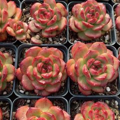 60mm Echeveria ‘TM‘ Single, Rare and Live Succulent