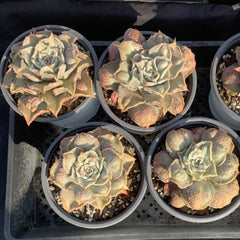 120mm Echeveria Madiba Carunculated Single, Rare and Live Succulent
