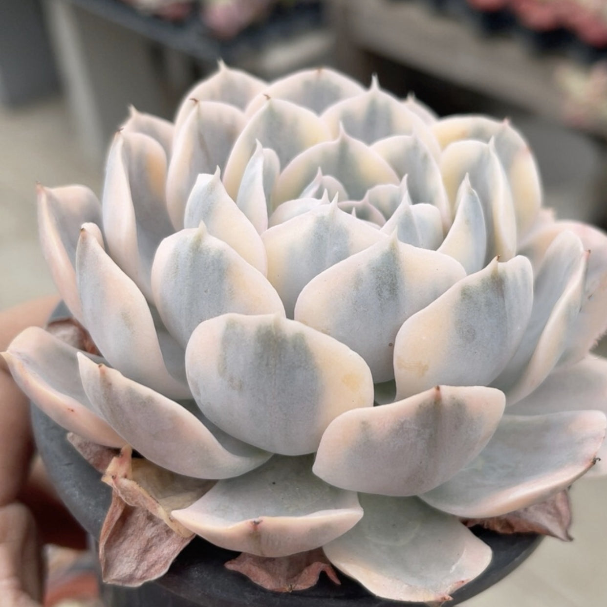 runyonii succulent 90mm Echeveria Runyonii Variegated Single, Rare and Live Succulent – FM succulent