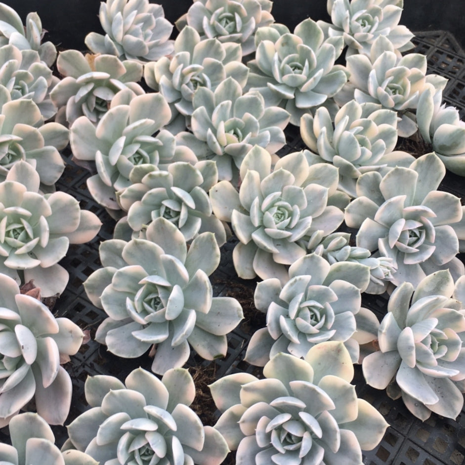 runyonii succulent 90mm Echeveria Runyonii Variegated Single, Rare and Live Succulent