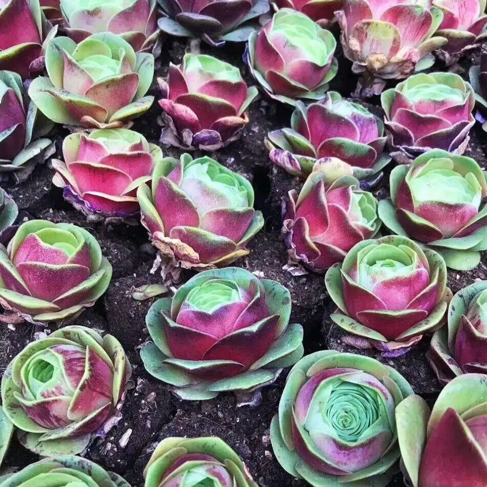 greenovia rose succulent pink phoenix 80mm Greenovia ‘Peach Rose' Single, Pink Color, Rare and Live Succulent
