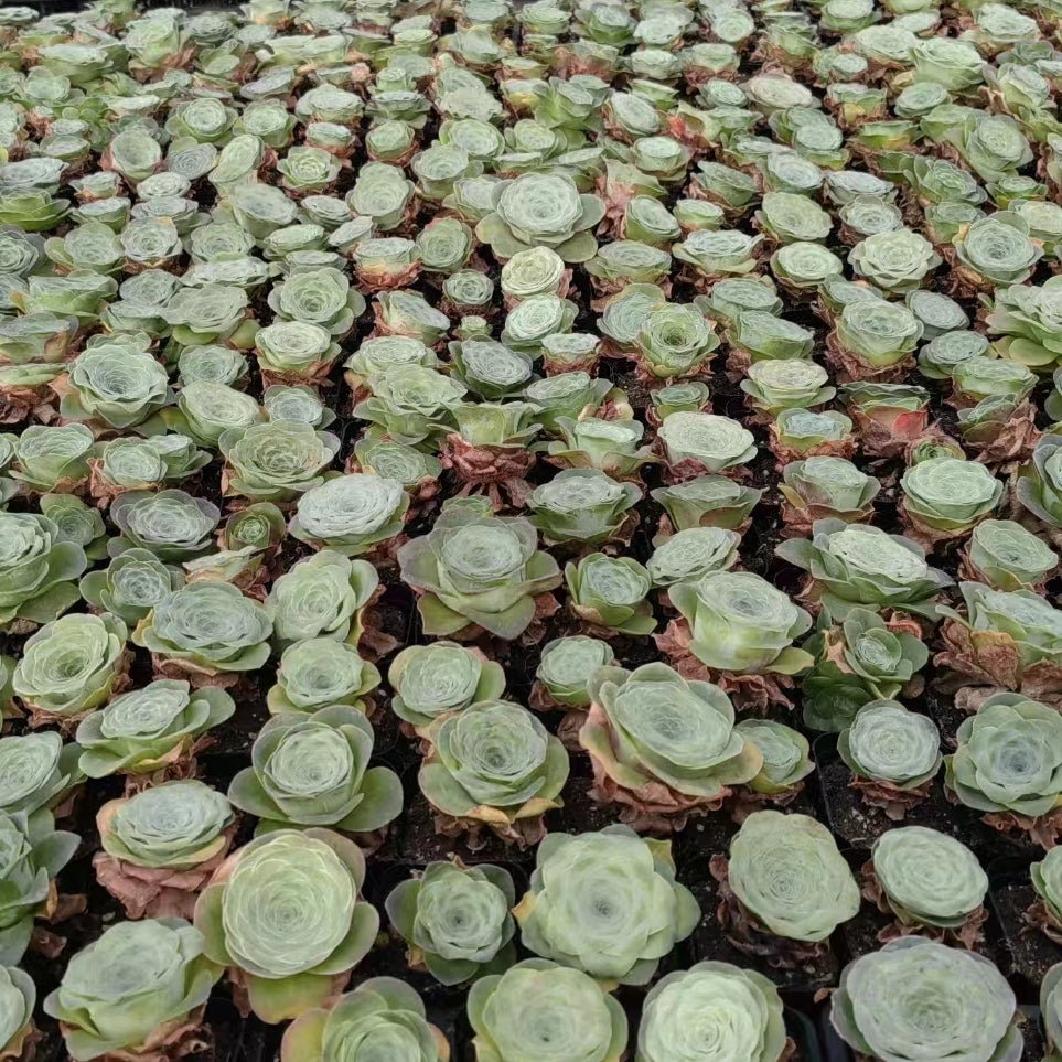 daltile succulent green 60mm Greenovia diplocycla (willd.)Webb et Berthel Single, Mountain Ros – FM succulent