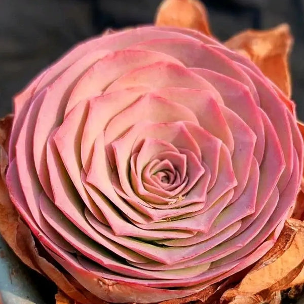 pink rose succulent garden 60mm Greenovia Pandora Single, Mountain Rose, Rare and Live Succulent – FM  succulent