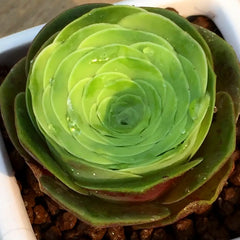 60mm Greenovia Diplocycla Guarimiar Single,  Mountain Rose, Rare and Live Succulent