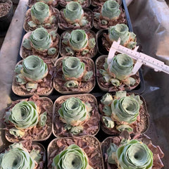 80mm Greenovia Dodrantalis var. Xiaoqingshu Cluster, Mountain Rose, Rare and Live Succulent