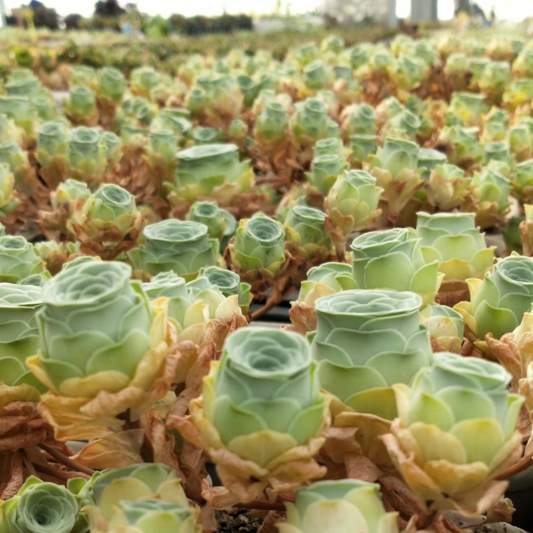 greenovia dodrentalis succulent 80mm Greenovia Dodrantalis var. Yuese Cluster, Mountain Rose, Rare and – FM succulent