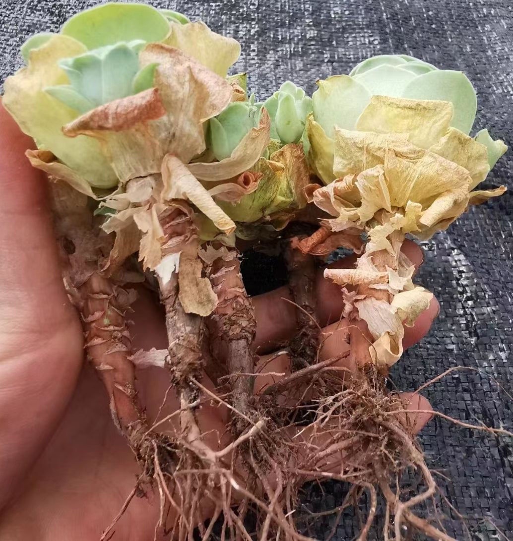 greenovia dodrantalis succulents 80mm Greenovia Dodrantalis var. Yuese Cluster, Mountain Rose, Rare and Live Succulent