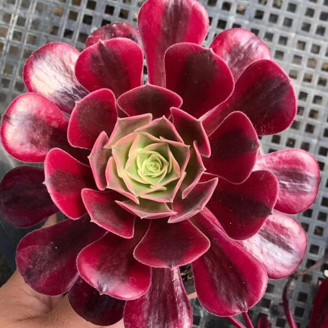 100mm Aeonium ‘Medusa’ Single, Variegated Succulent