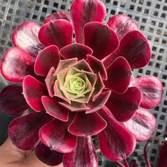100mm Aeonium ‘Medusa’ Single, Variegated Succulent