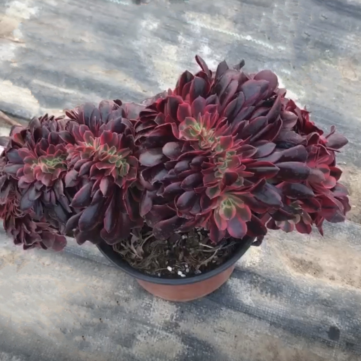 aeonium schwarzkopf succulent 200mm Crested Aeonium 'Medusa', Variegated Succulent – FM succulent
