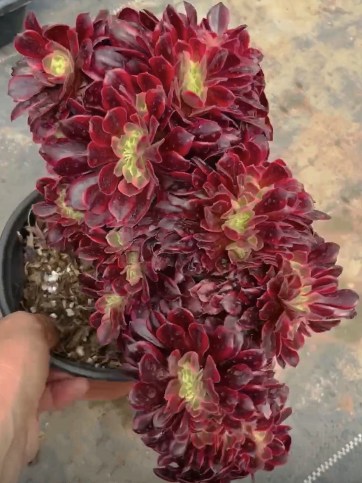 crested medusa succulent 200mm Crested Aeonium ‘Medusa’, Variegated Succulent