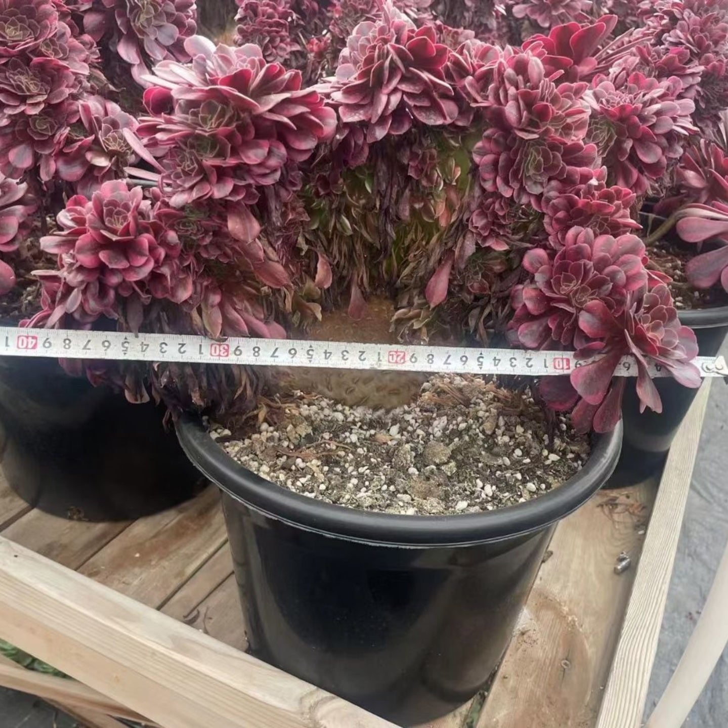 crested medusa succulent 200mm Crested Aeonium ‘Medusa’, Variegated Succulent