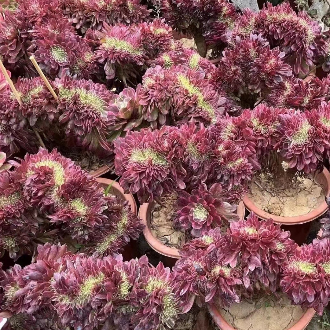 200mm Crested Aeonium ‘Medusa’, Variegated Succulent
