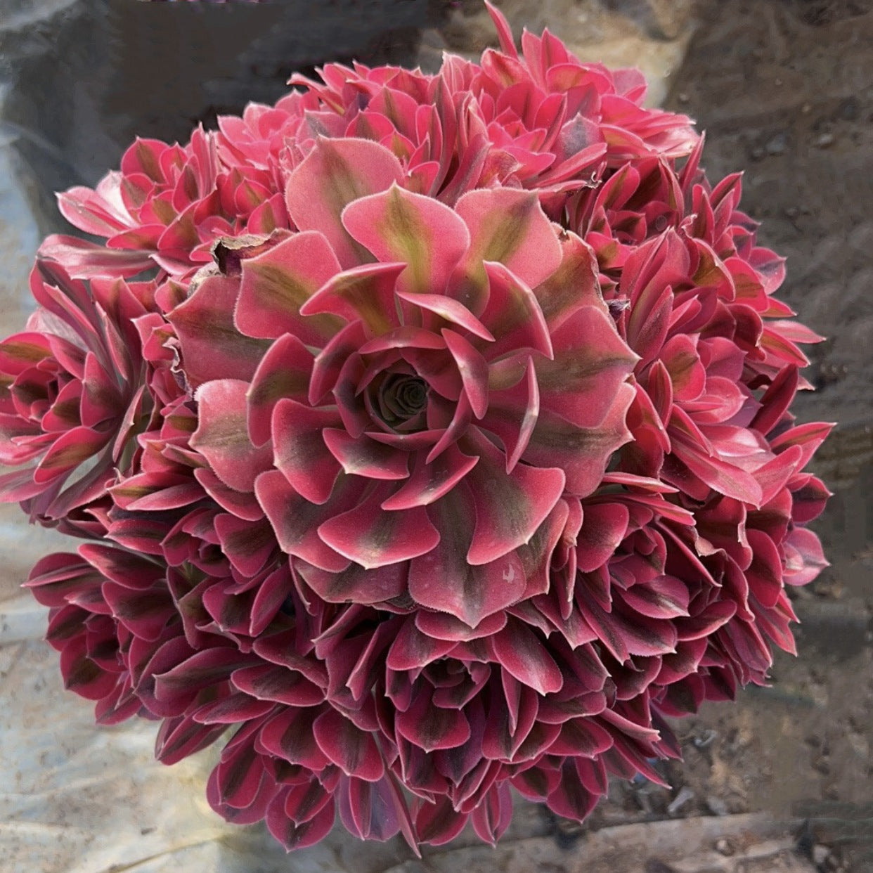succulent witch 200mm Aeonium 'Pink Witch' Cluster, Variegated Succulent – FM succulent