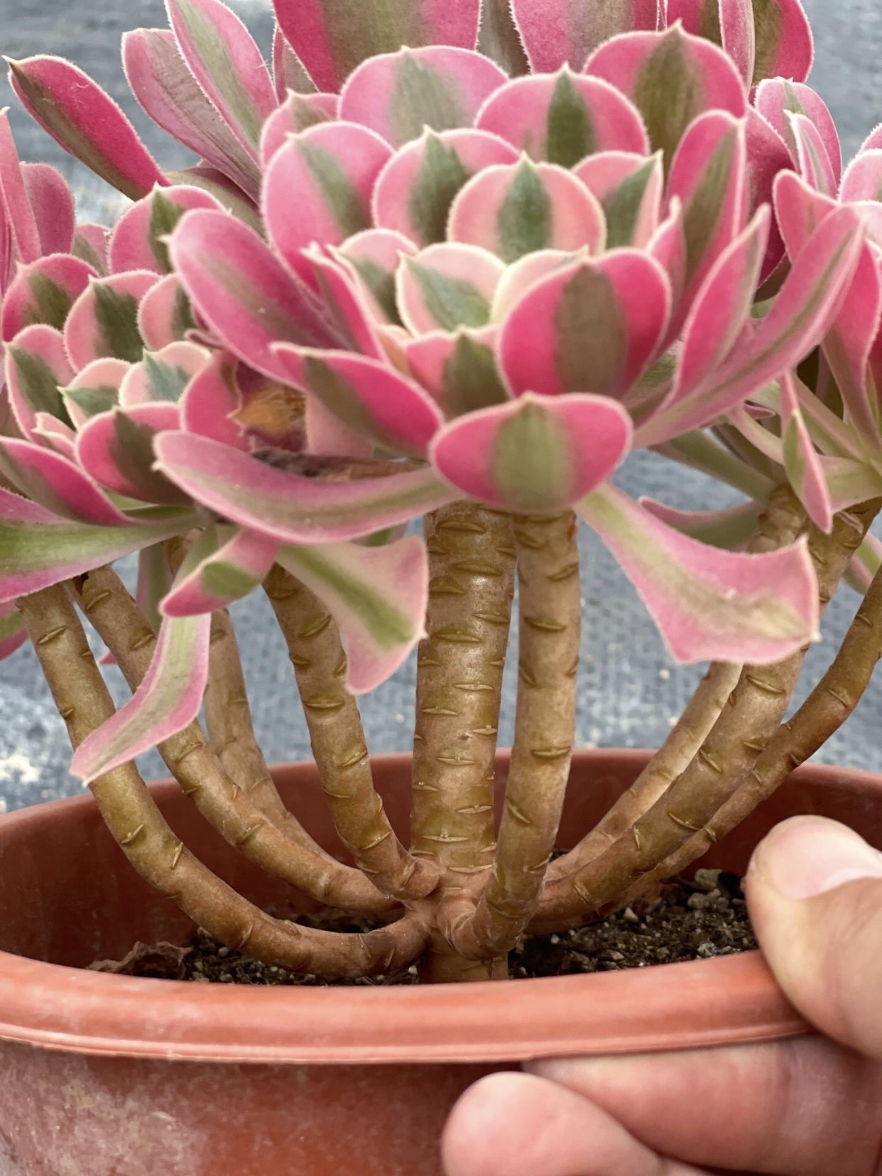 pink witch succulent near me 200mm Aeonium ‘Pink Witch’ Cluster, Variegated Succulent