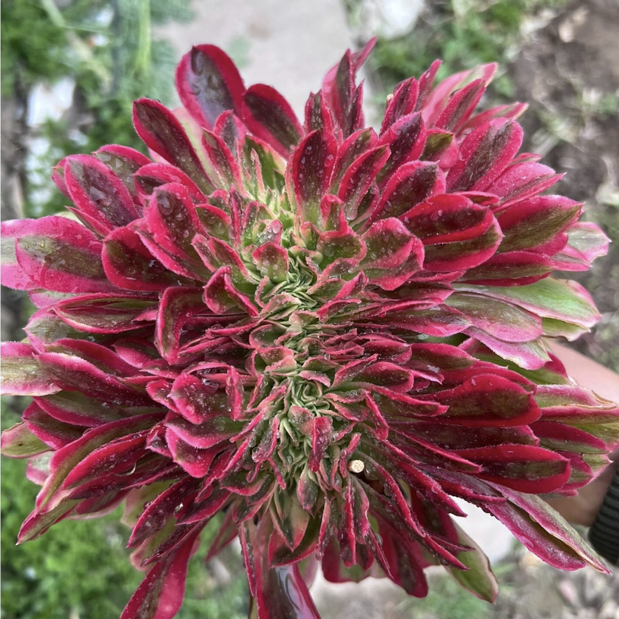 pink witch succulent nearby 300mm Crested Aeonium 'Pink Witch', Variegated Succulent – FM succulent