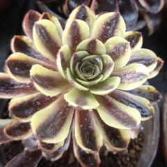 100mm Aeonium ‘Super Bang’ Single, Variegated Succulent