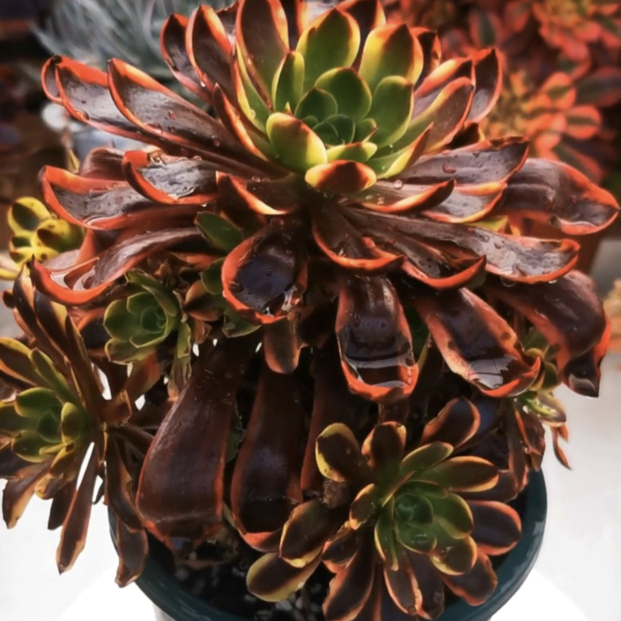 250mm Aeonium ‘Super Bang’ Cluster, Variegated Succulent