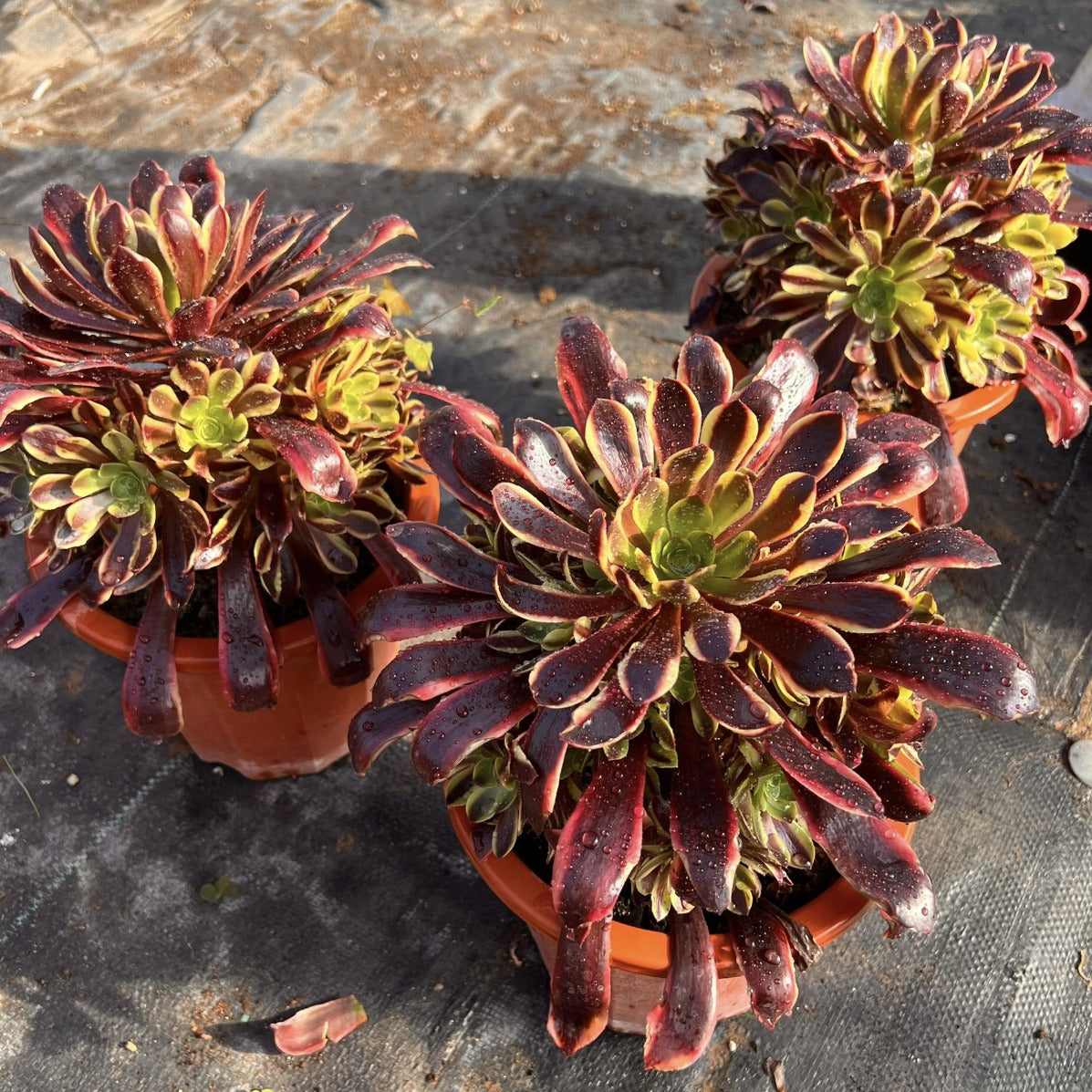 250mm Aeonium ‘Super Bang’ Cluster, Variegated Succulent