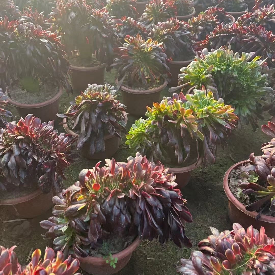 250mm Aeonium ‘Super Bang’ Crested, Variegated Succulent
