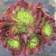 200mm Aeonium ‘Milky White’ Cluster, Variegated Aeonium 'Halloween', Rare and Live Succulent