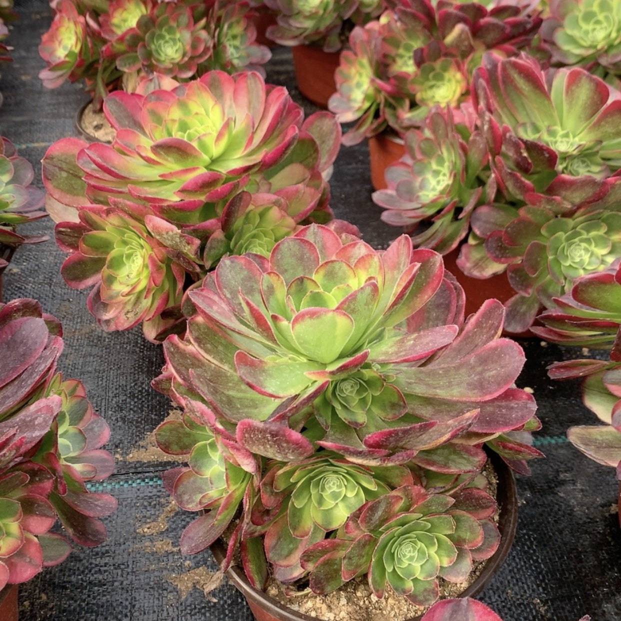 200mm Aeonium ‘Milky White’ Cluster, Variegated Aeonium 'Halloween', Rare and Live Succulent