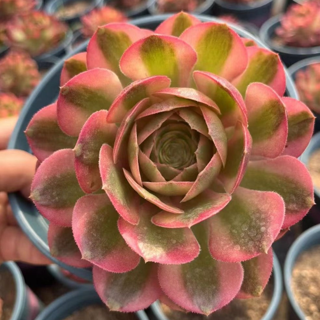 100mm Aeonium ‘Fallen City’ Single, AKA 'QingCheng', Variegated Succulent