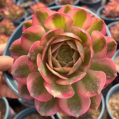 100mm Aeonium ‘Fallen City’ Single, AKA 'QingCheng', Variegated Succulent