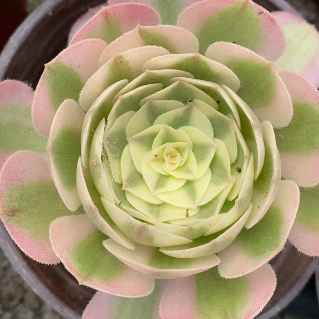 city succulents 100mm Aeonium 'Fallen City' Single, AKA 'QingCheng', Variegated Succul – FM succulent