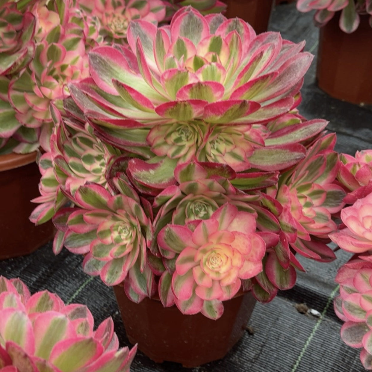 200mm Aeonium ‘Fallen City’ Cluster, AKA 'QingCheng', Rare and Live Succulent