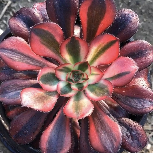 chanel succulent 100mm Aeonium 'Chanel' Single, Variegated Succulent – FM succulent