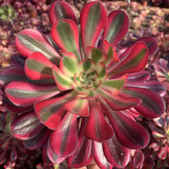 100mm Aeonium ‘Chanel’ Single, Variegated Succulent