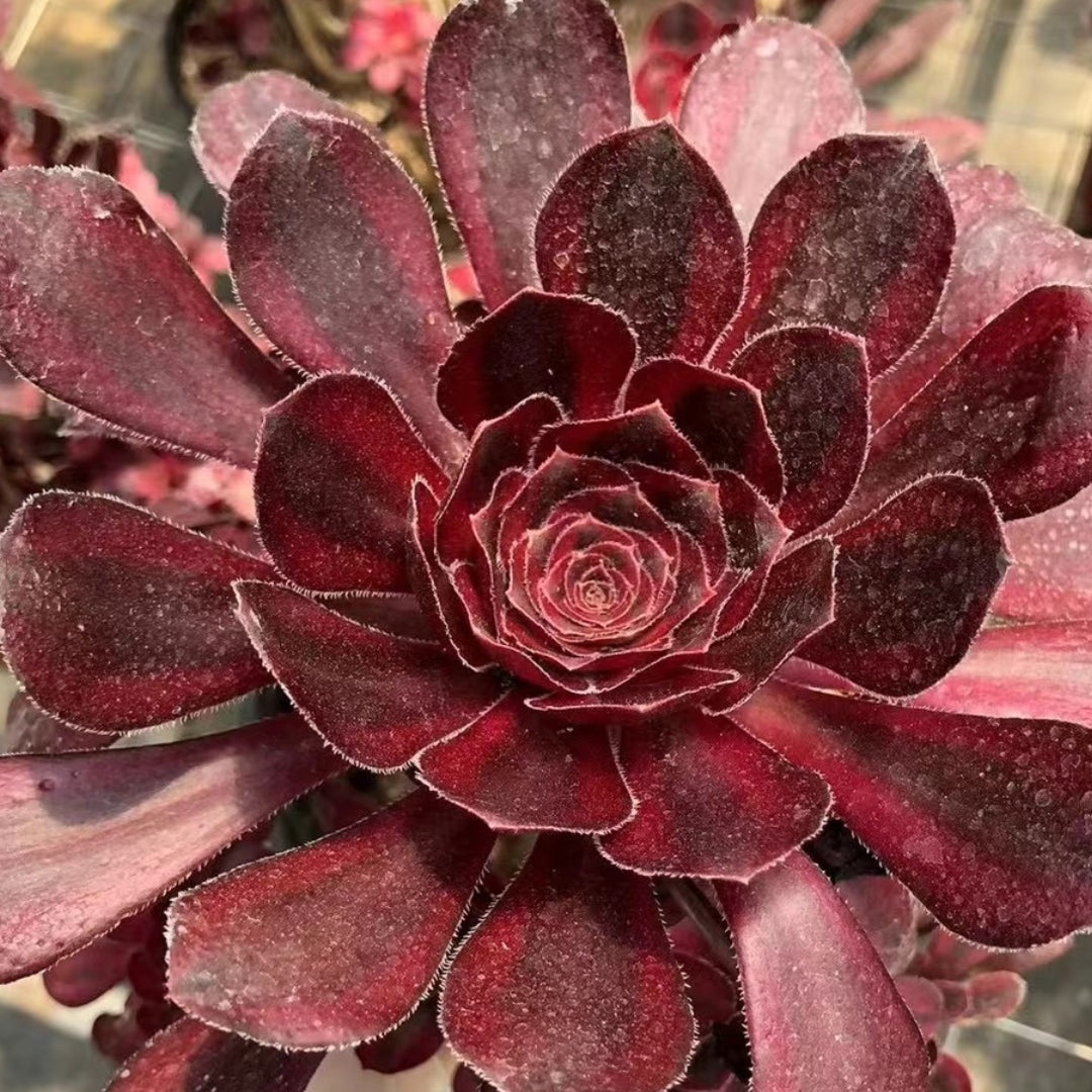 chanel succulent 100mm Aeonium 'Chanel' Single, Variegated Succulent – FM succulent