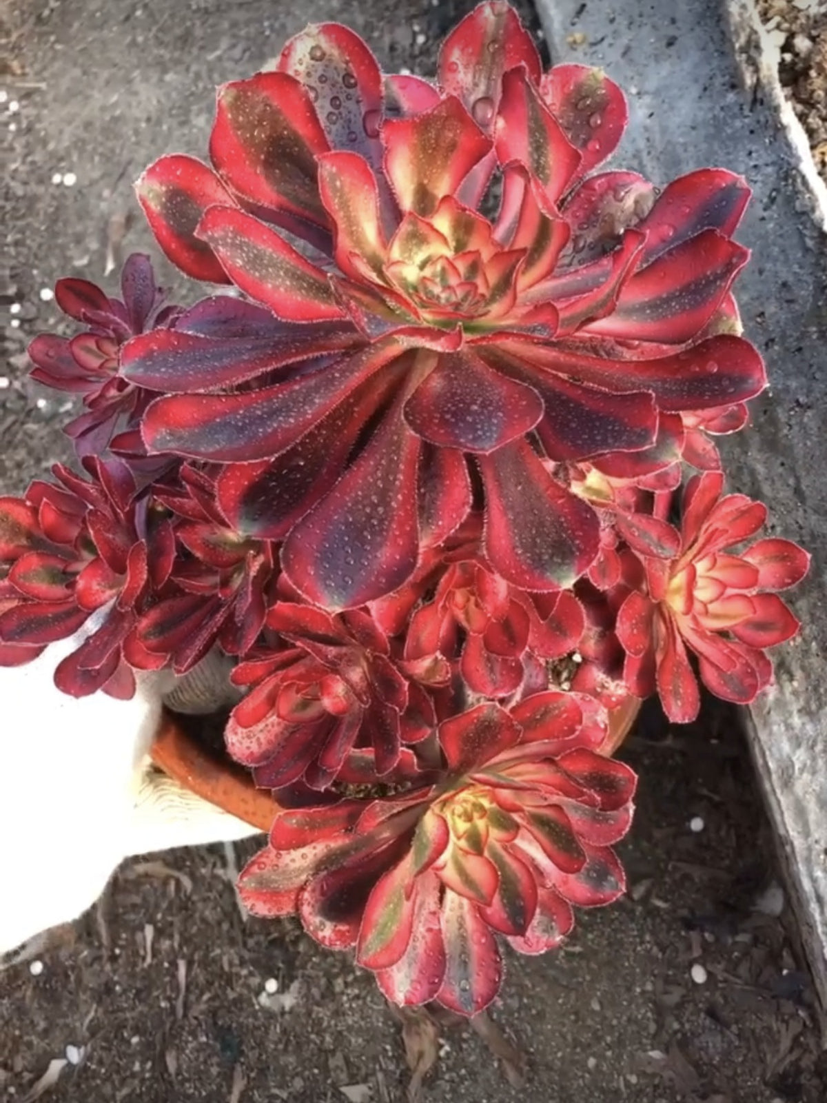 variegated succulents for sale 150mm Variegated Aeonium 'Chanel' Cluster, Rare and Live Succulent – FM succulent