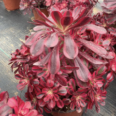 150mm Variegated Aeonium ‘Chanel’ Cluster, Rare and Live Succulent
