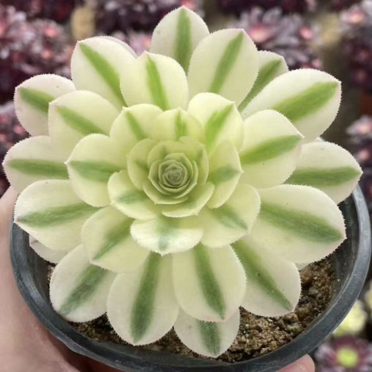 variegated succulents for sale 100mm Aeonium ‘Maybach’ Single, Variegated Succulent