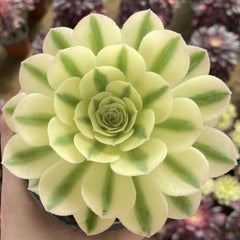 100mm Aeonium ‘Maybach’ Single, Variegated Succulent
