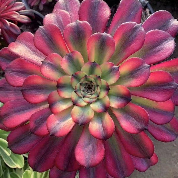 mardi gras succulent for sale 100mm Aeonium 'Black Kingkong' Single, Variegated Succulent – FM succulent