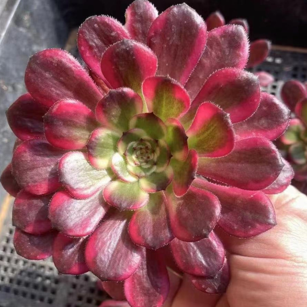 mardi gras succulent for sale 100mm Aeonium 'Black Kingkong' Single, Variegated Succulent – FM succulent