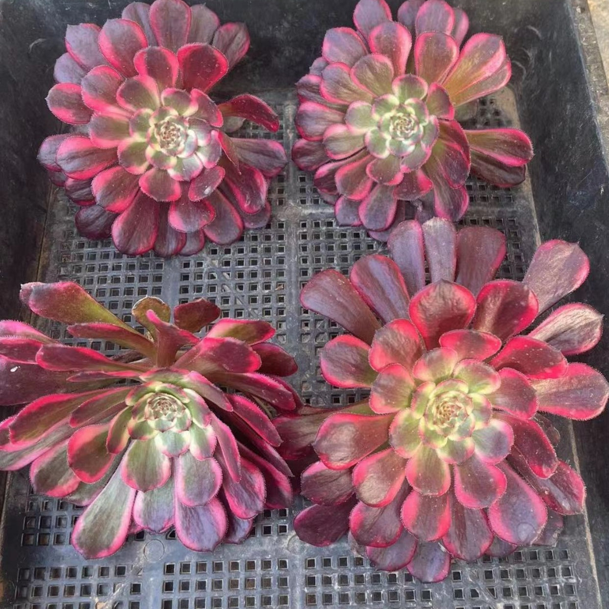mardi gras succulent for sale 100mm Aeonium 'Black Kingkong' Single, Variegated Succulent – FM succulent