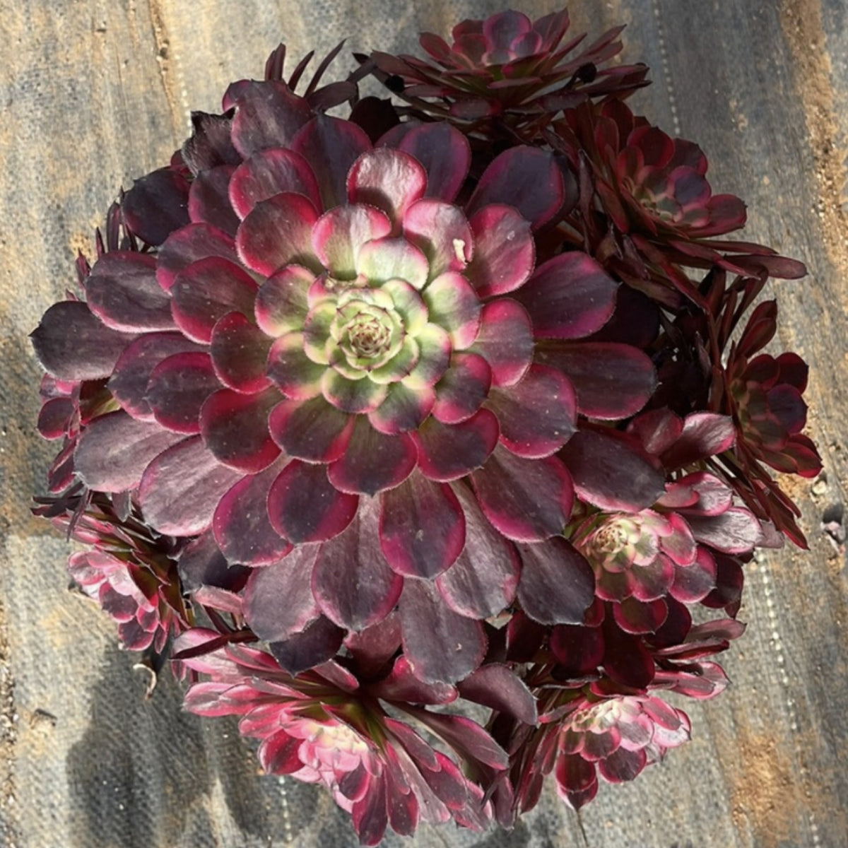 black king succulent 250mm Aeonium ‘Black Kingkong’ Cluster, Variegated Succulent