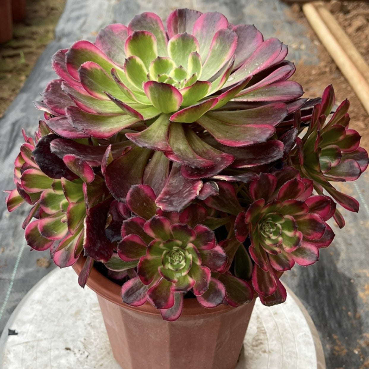 black king succulent 250mm Aeonium ‘Black Kingkong’ Cluster, Variegated Succulent